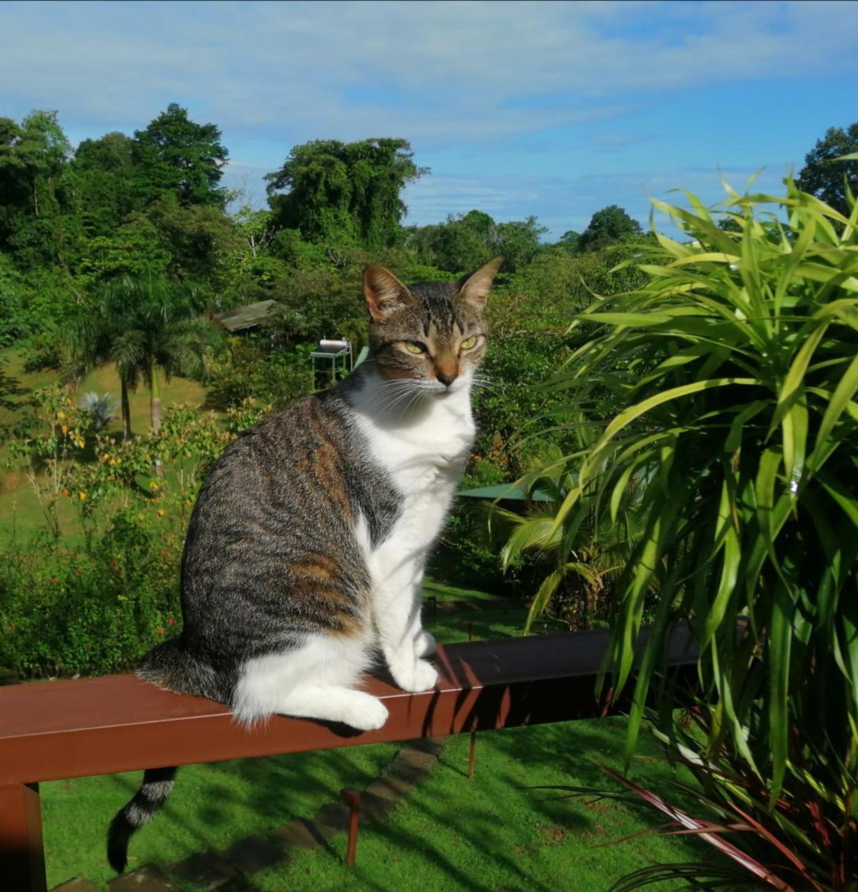 Hotel Finca Maresia Drake Bay Exterior photo